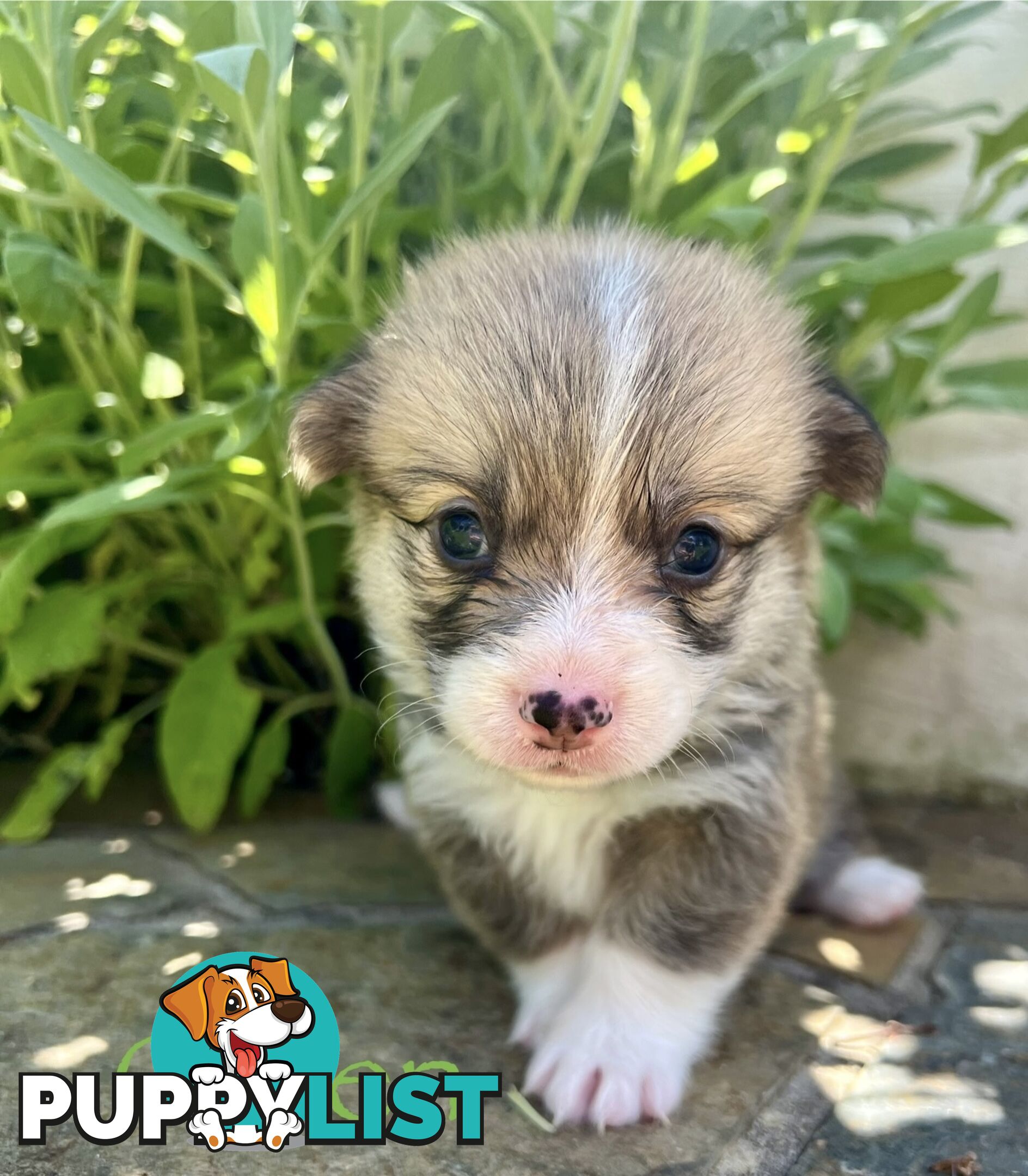 Welsh Corgi Pembroke Puppies