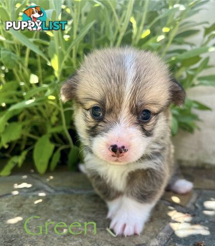 Welsh Corgi Pembroke Puppies