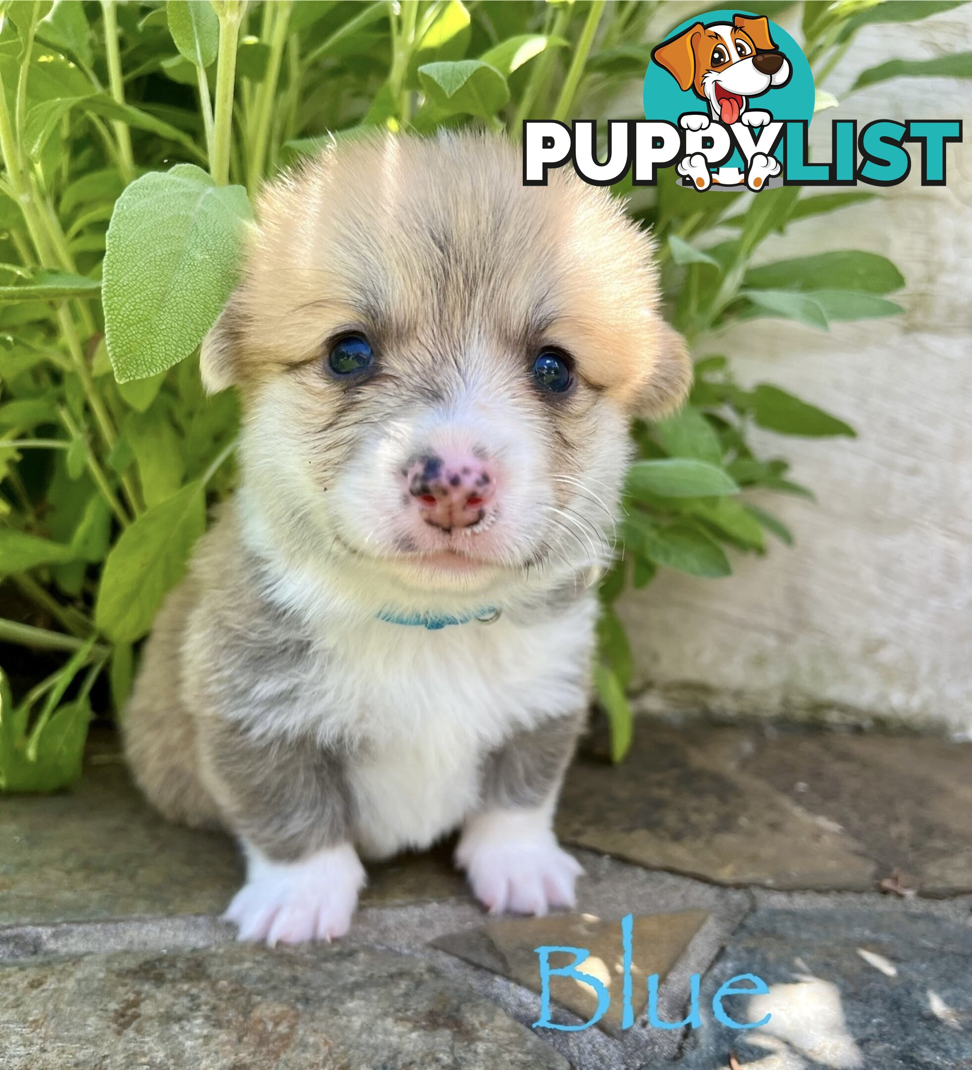 Welsh Corgi Pembroke Puppies