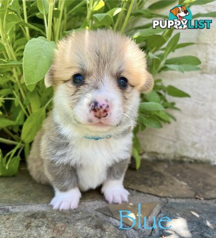 Welsh Corgi Pembroke Puppies