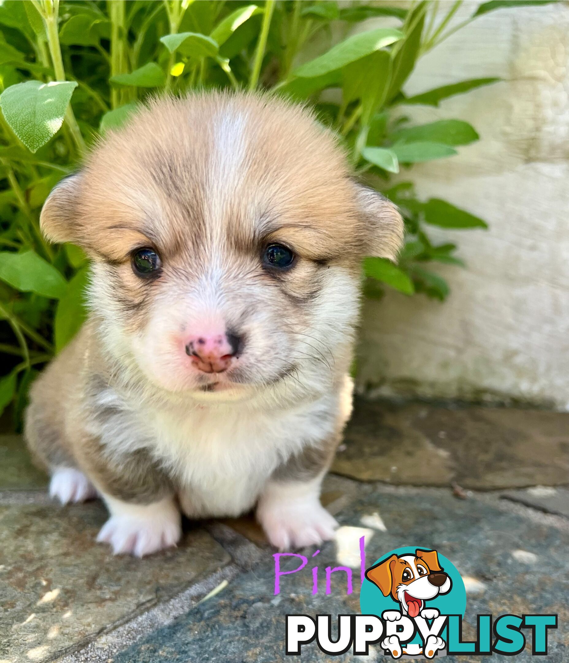 Welsh Corgi Pembroke Puppies