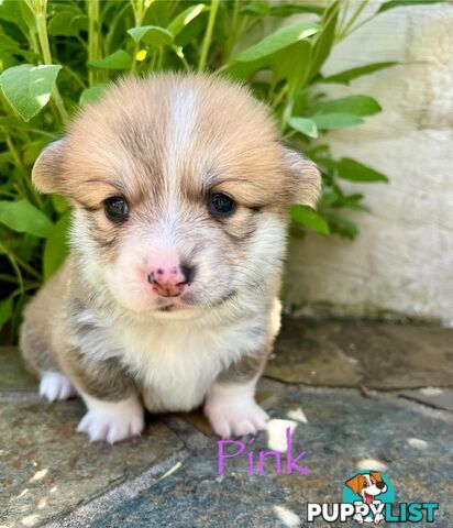 Welsh Corgi Pembroke Puppies