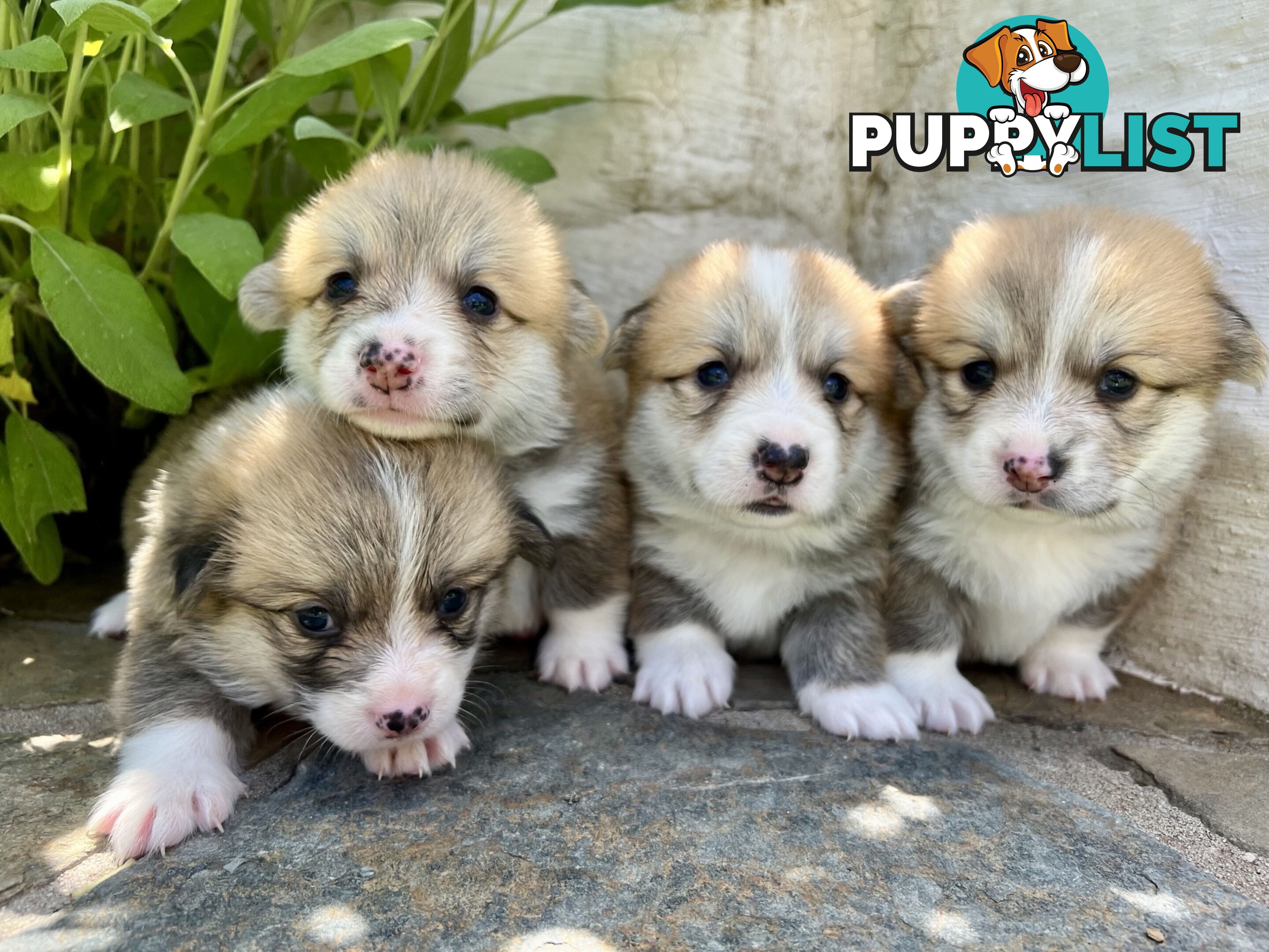 Welsh Corgi Pembroke Puppies