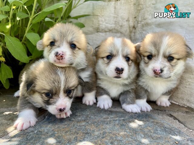 Welsh Corgi Pembroke Puppies