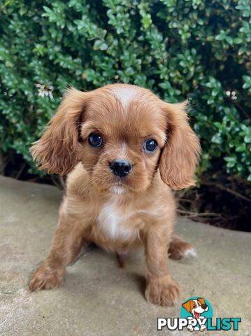 Pure Breed Cavalier King Charles Spaniel Puppies