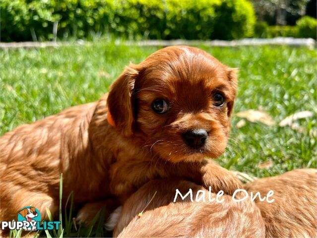 Pure Breed Cavalier King Charles Spaniel Puppies