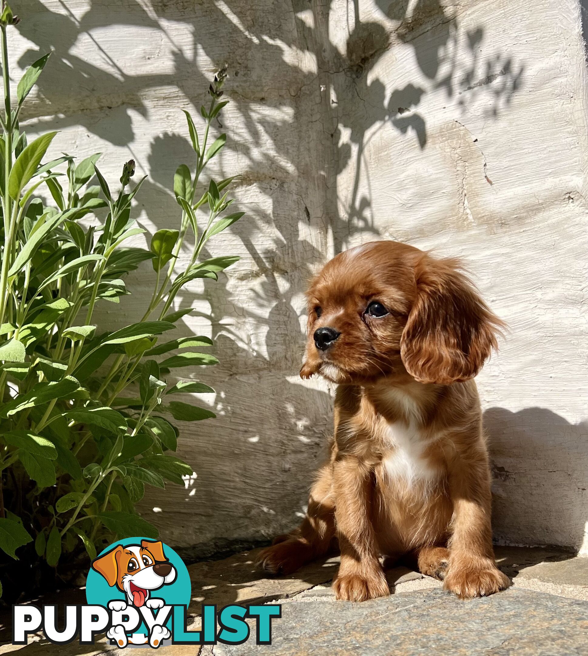 Pure Breed Cavalier King Charles Spaniel Puppies