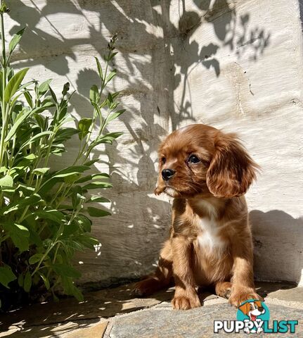 Pure Breed Cavalier King Charles Spaniel Puppies