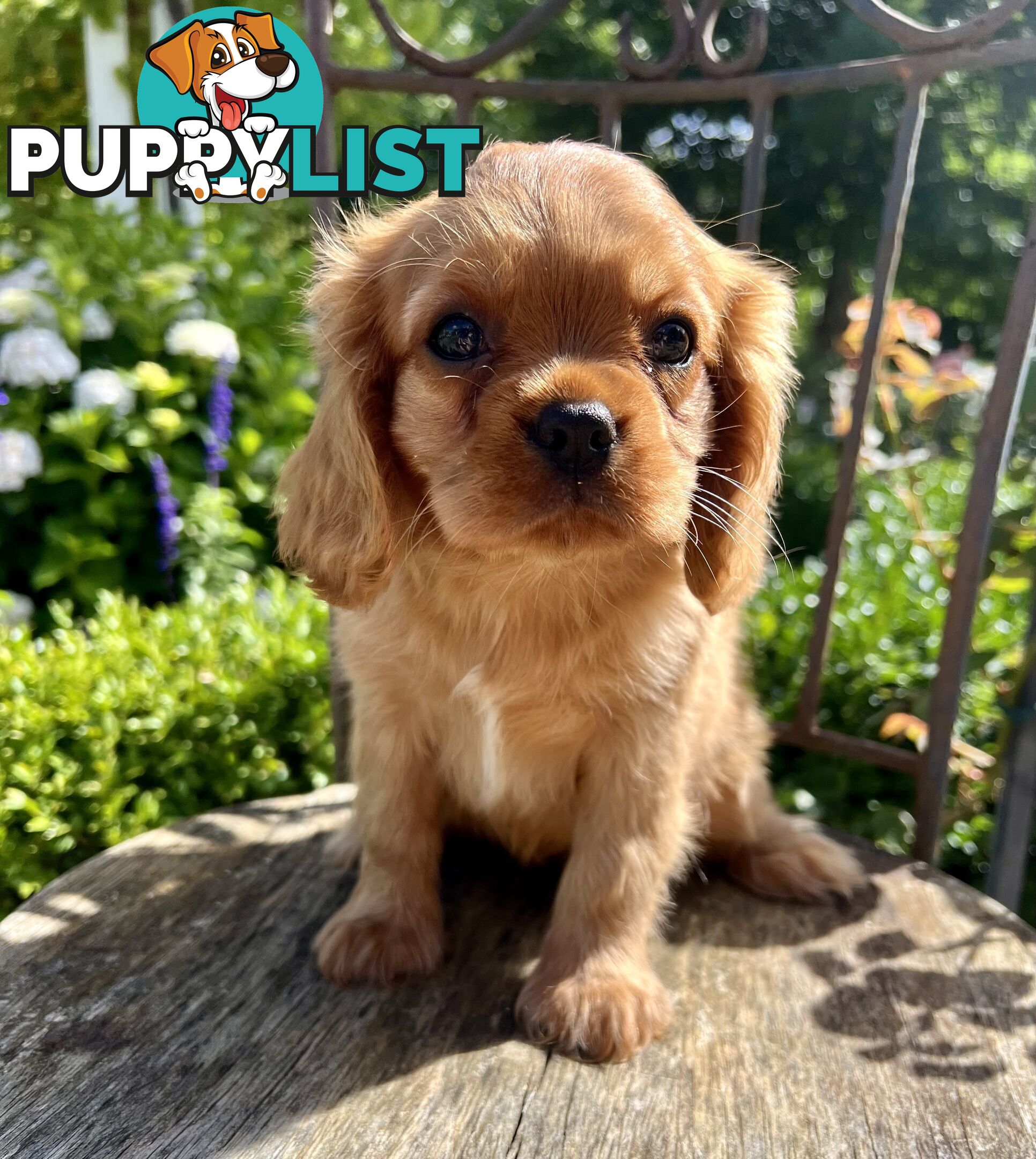 Cavalier King Charles Spaniel - Pure Breed - Pedigree Papers