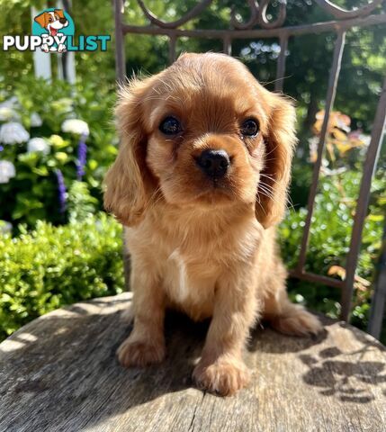 Cavalier King Charles Spaniel - Pure Breed - Pedigree Papers