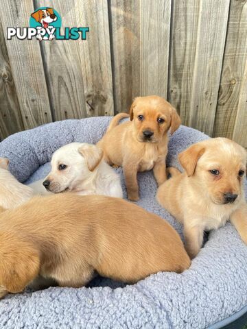 LABRADOR PUPPYES