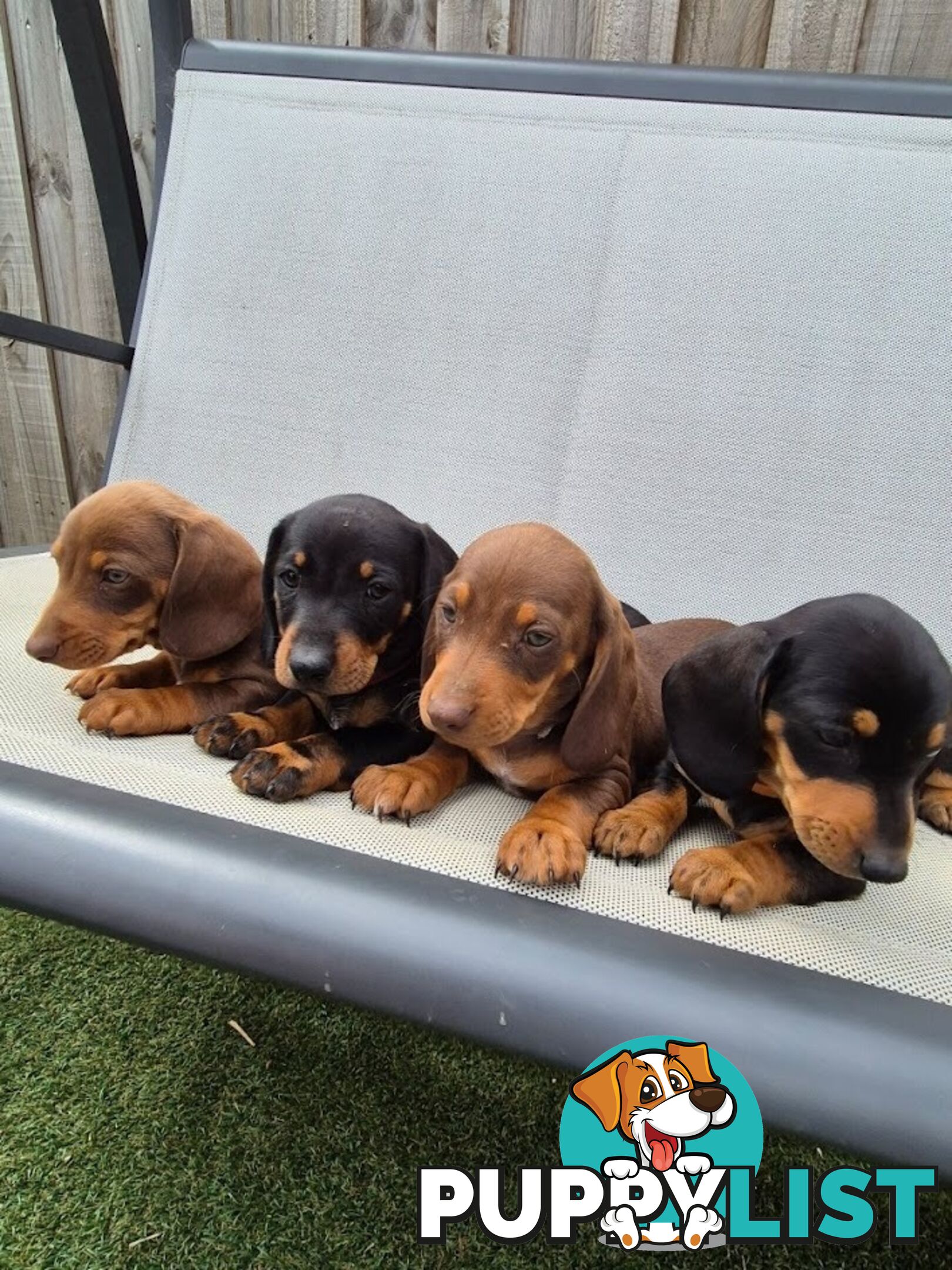 Miniature Dachshund