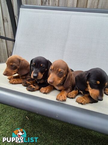 Miniature Dachshund