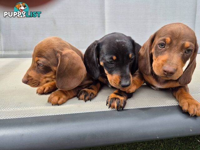 Miniature Dachshund