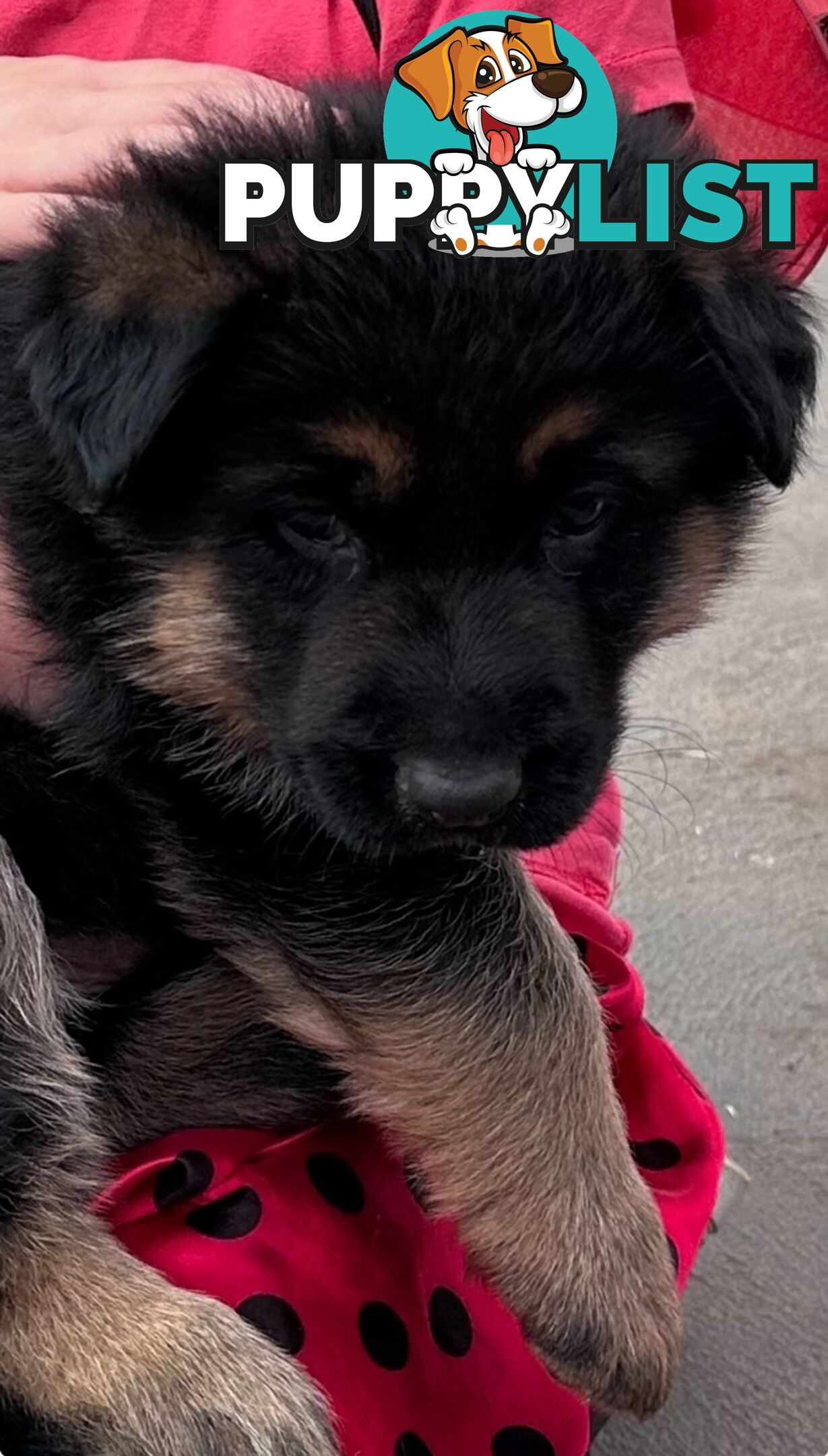 German shepherd puppies