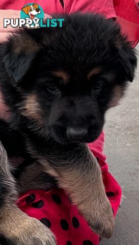 German shepherd puppies