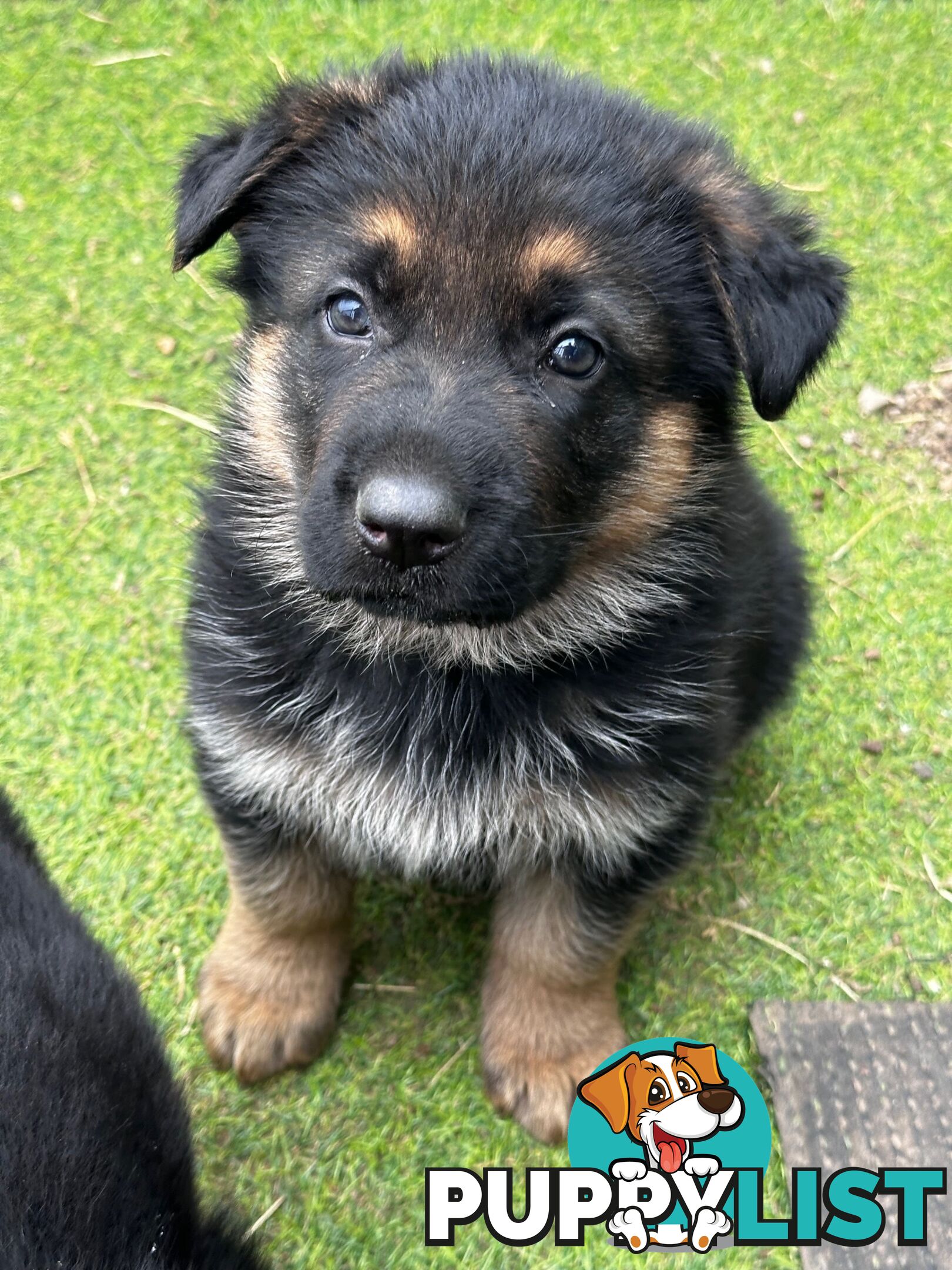 German shepherd puppies