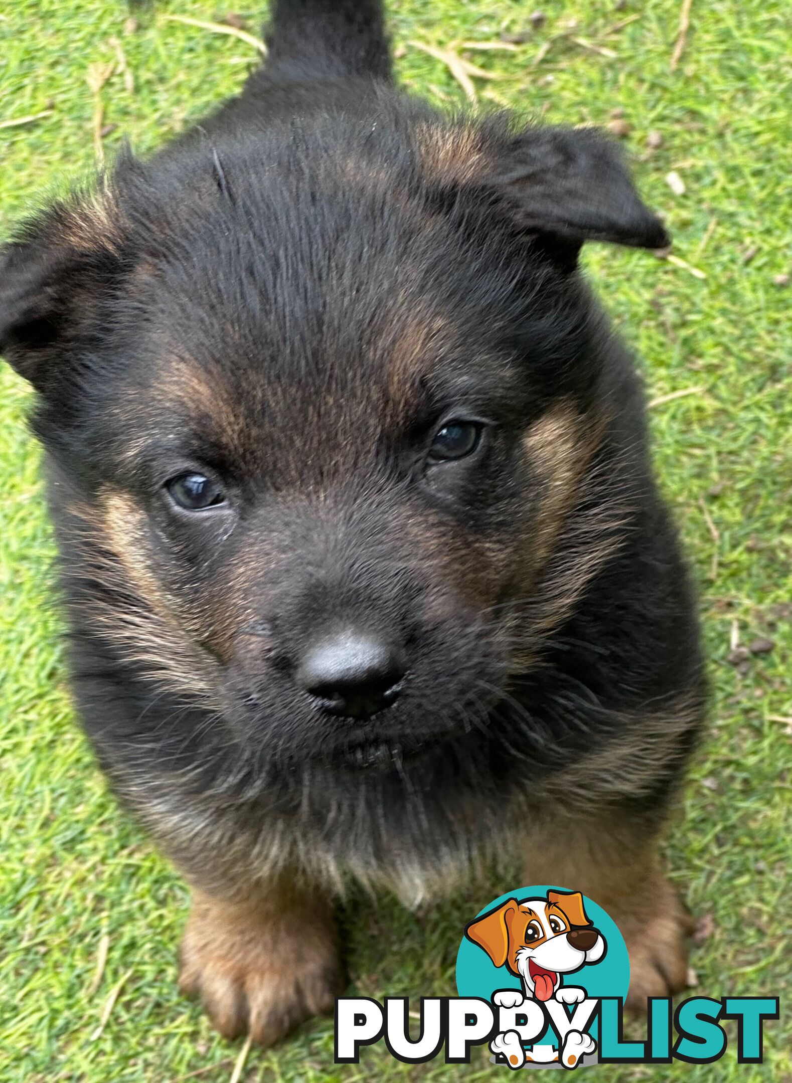 German shepherd puppies