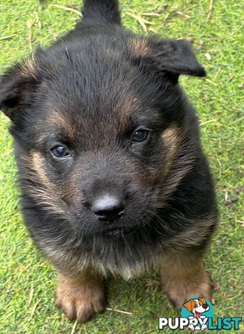 German shepherd puppies