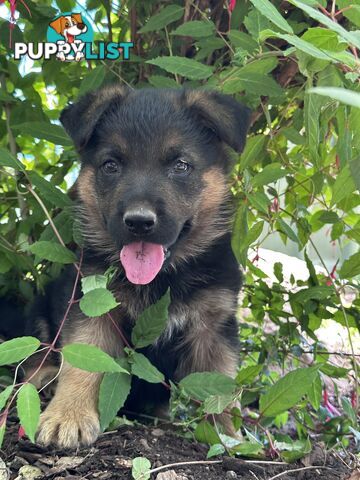 German shepherd puppies