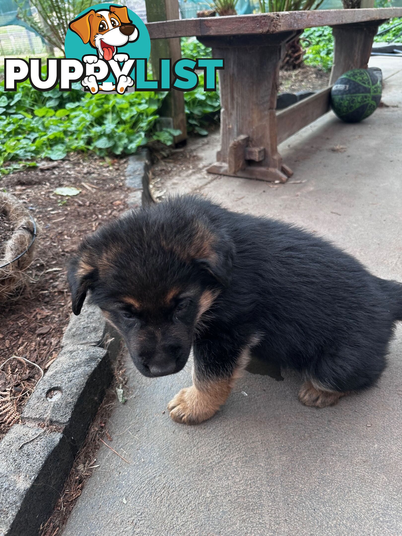 German shepherd puppies