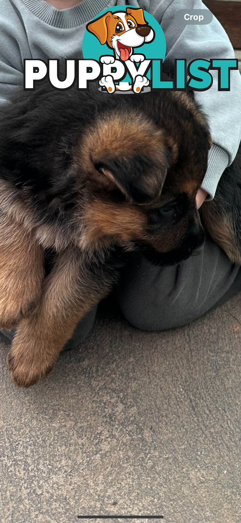 German shepherd puppies