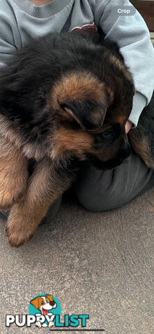 German shepherd puppies