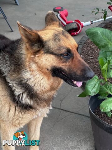 German shepherd puppies