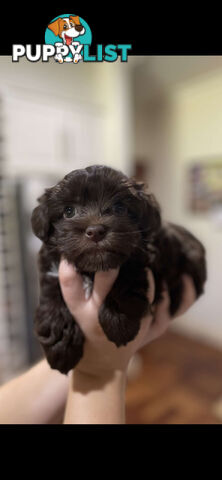 Toy Shmoodle Pup (Toy Poodle x Maltese Shih Tzu)