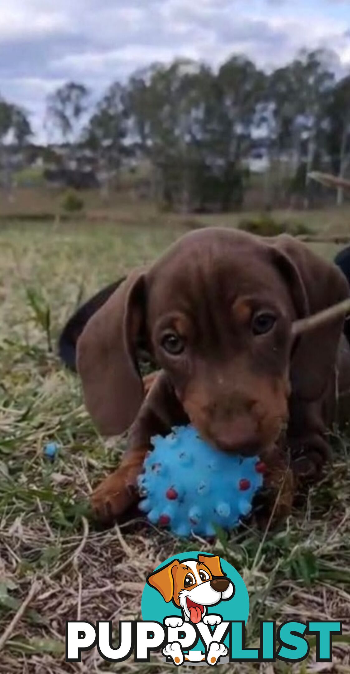 Dachshund 20mths, choc/Tan Male.