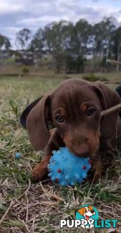 Dachshund 20mths, choc/Tan Male.