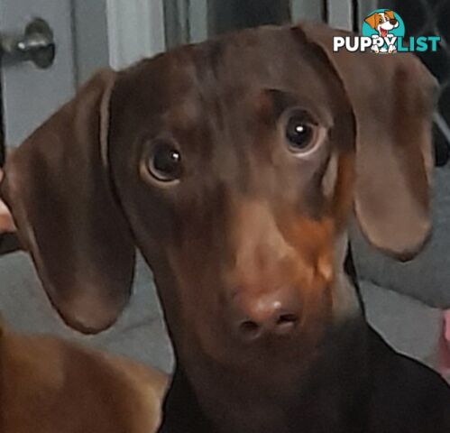 Dachshund 20mths, choc/Tan Male.