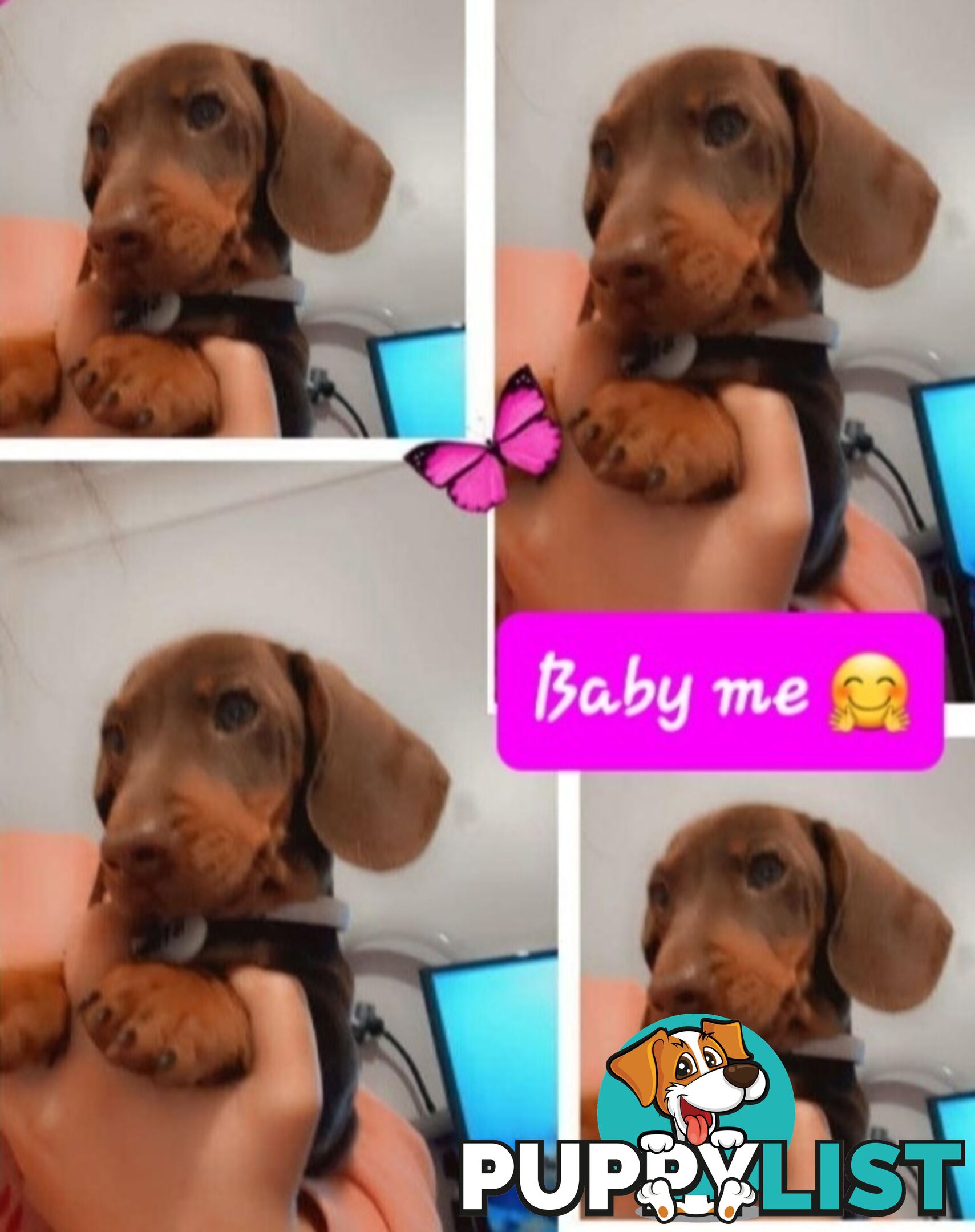 Dachshund 20mths, choc/Tan Male.