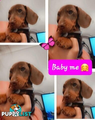 Dachshund 20mths, choc/Tan Male.