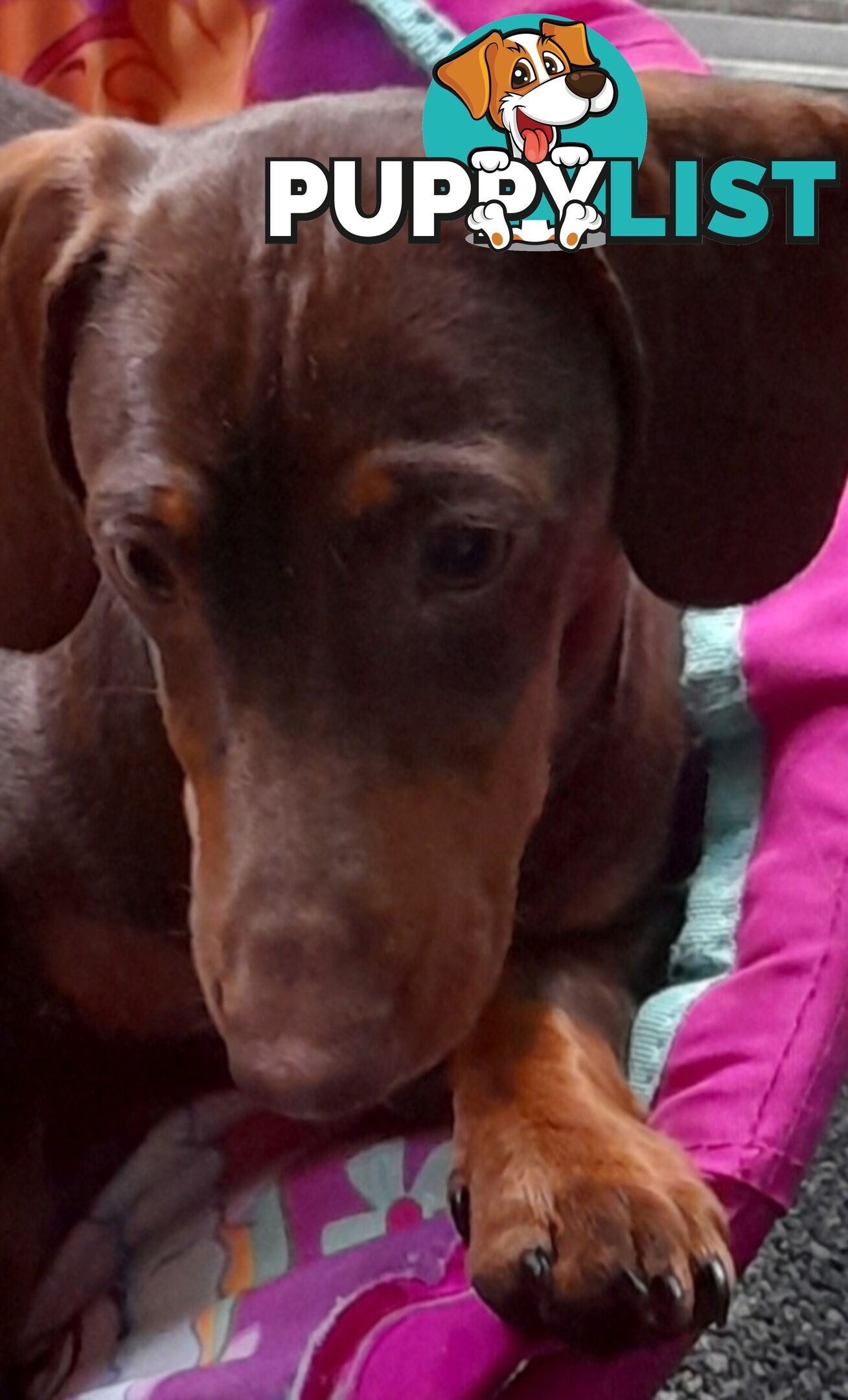 Dachshund 20mths, choc/Tan Male.