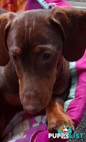 Dachshund 20mths, choc/Tan Male.