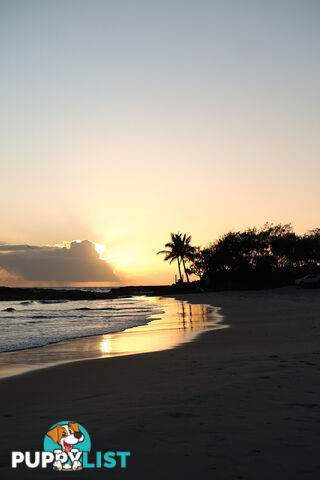 COOLANGATTA QLD 4225