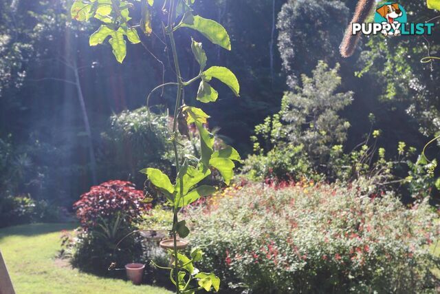 474 Urliup Road URLIUP NSW 2484