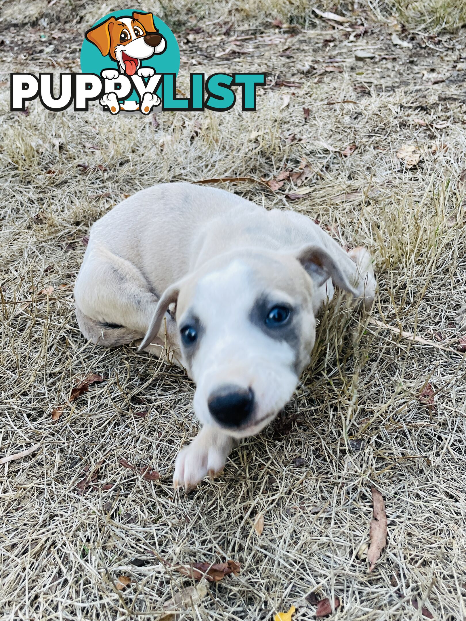 Whippet puppies