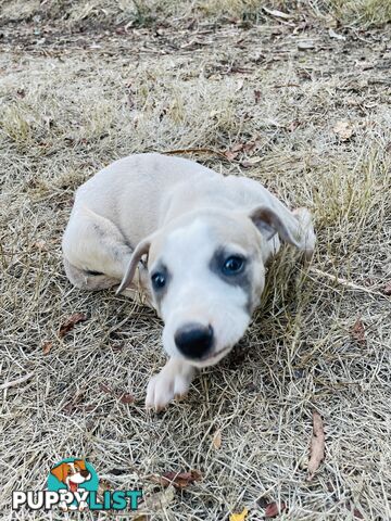 Whippet puppies