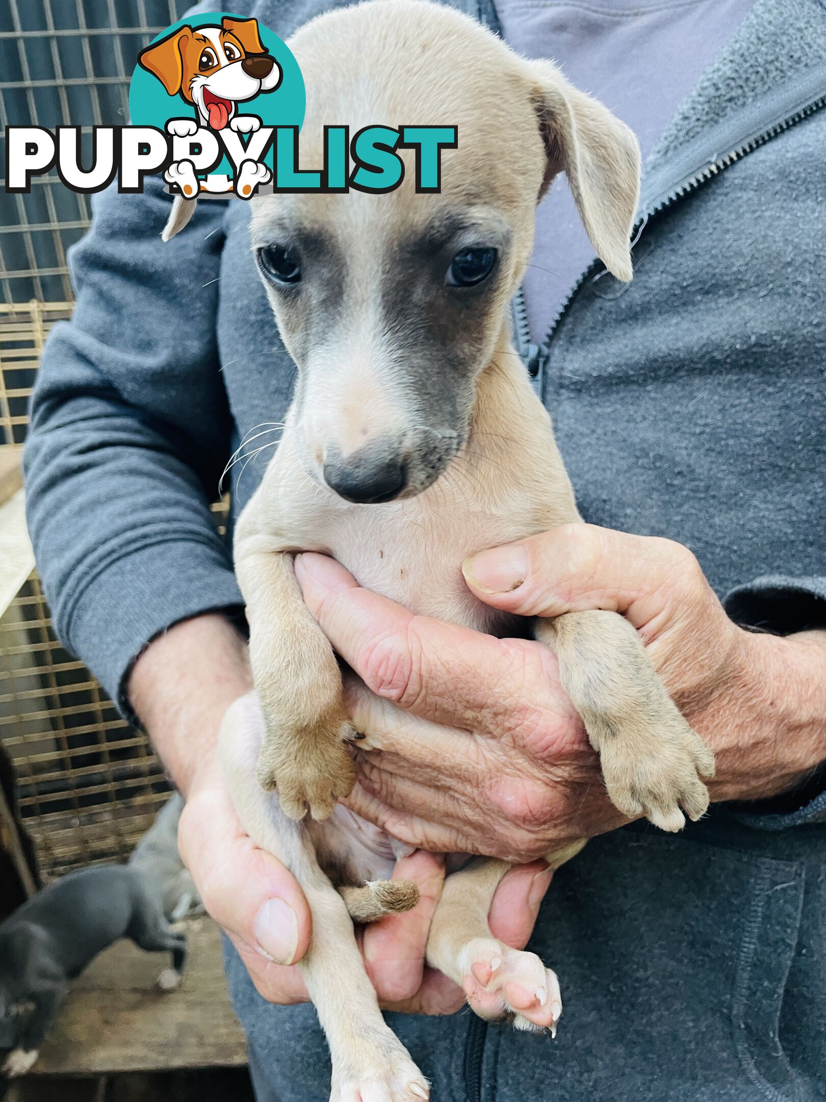 Whippet puppies