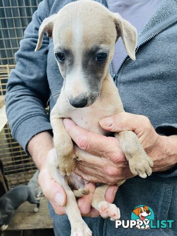 Whippet puppies