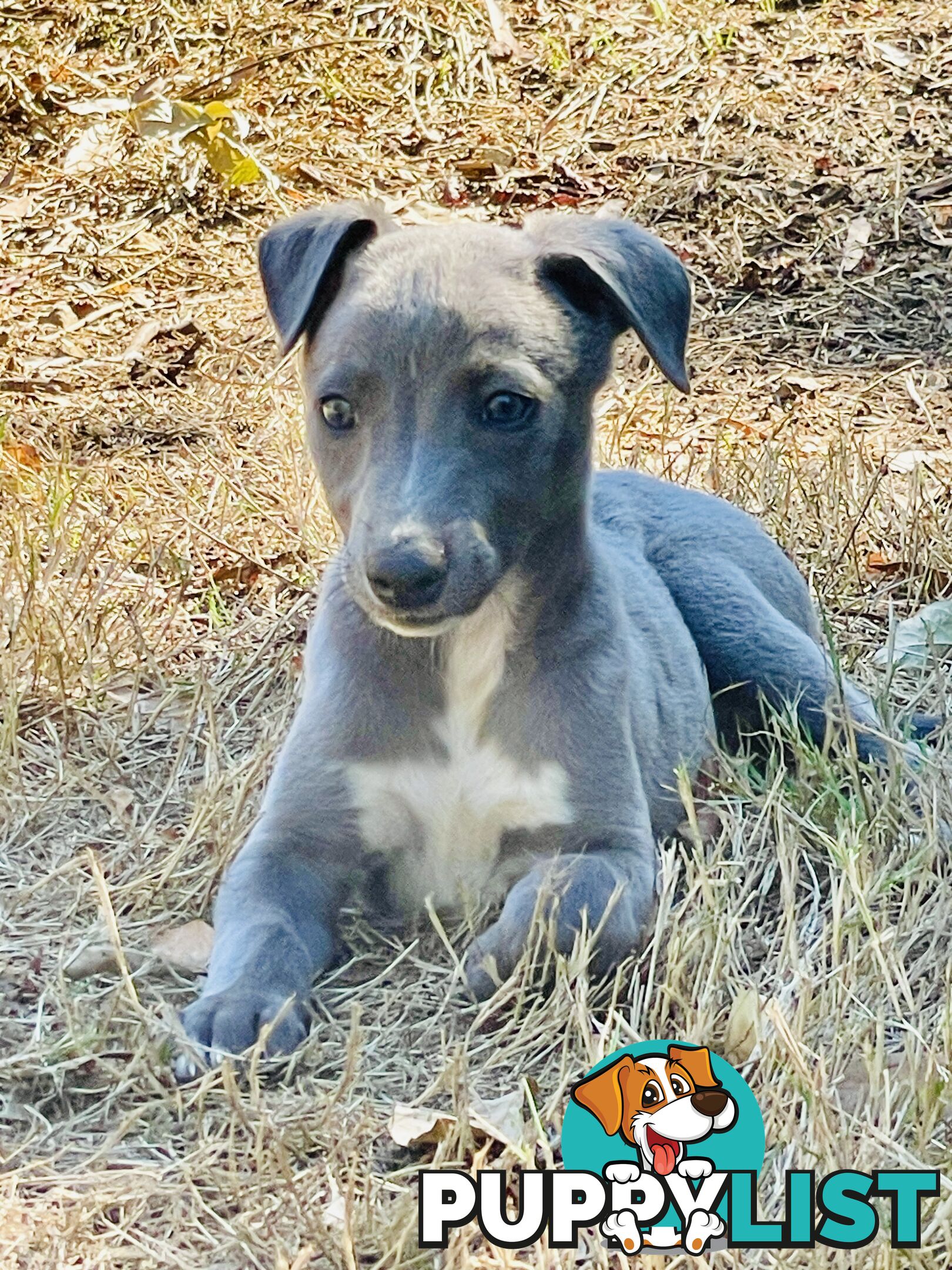 Whippet puppies