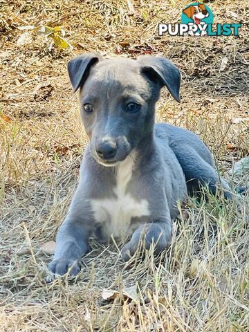 Whippet puppies