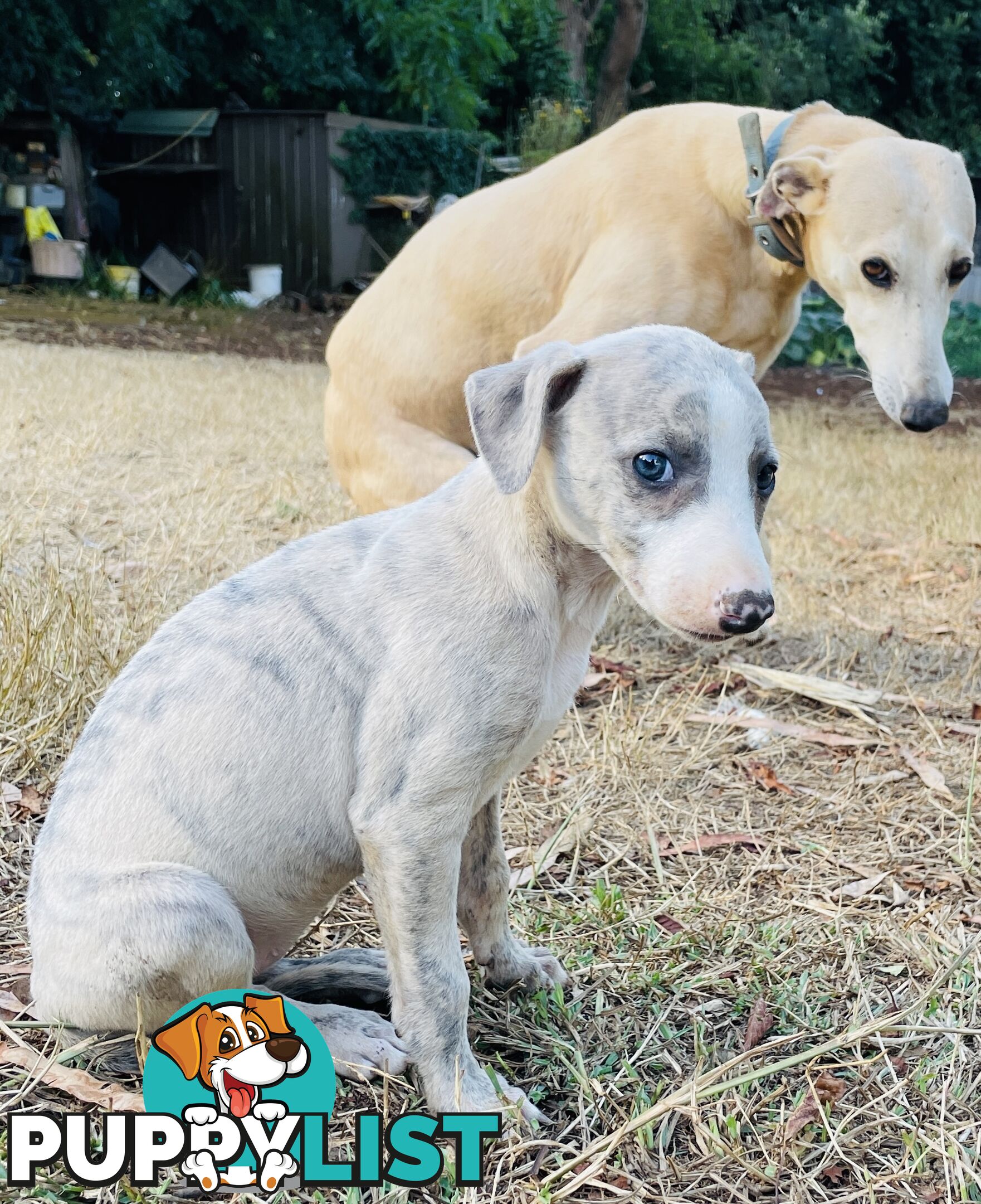 Whippet puppies