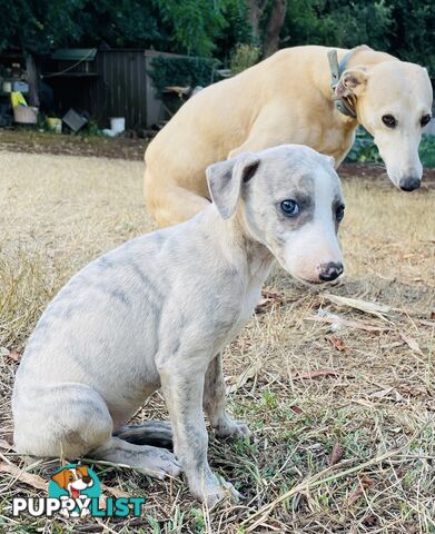 Whippet puppies