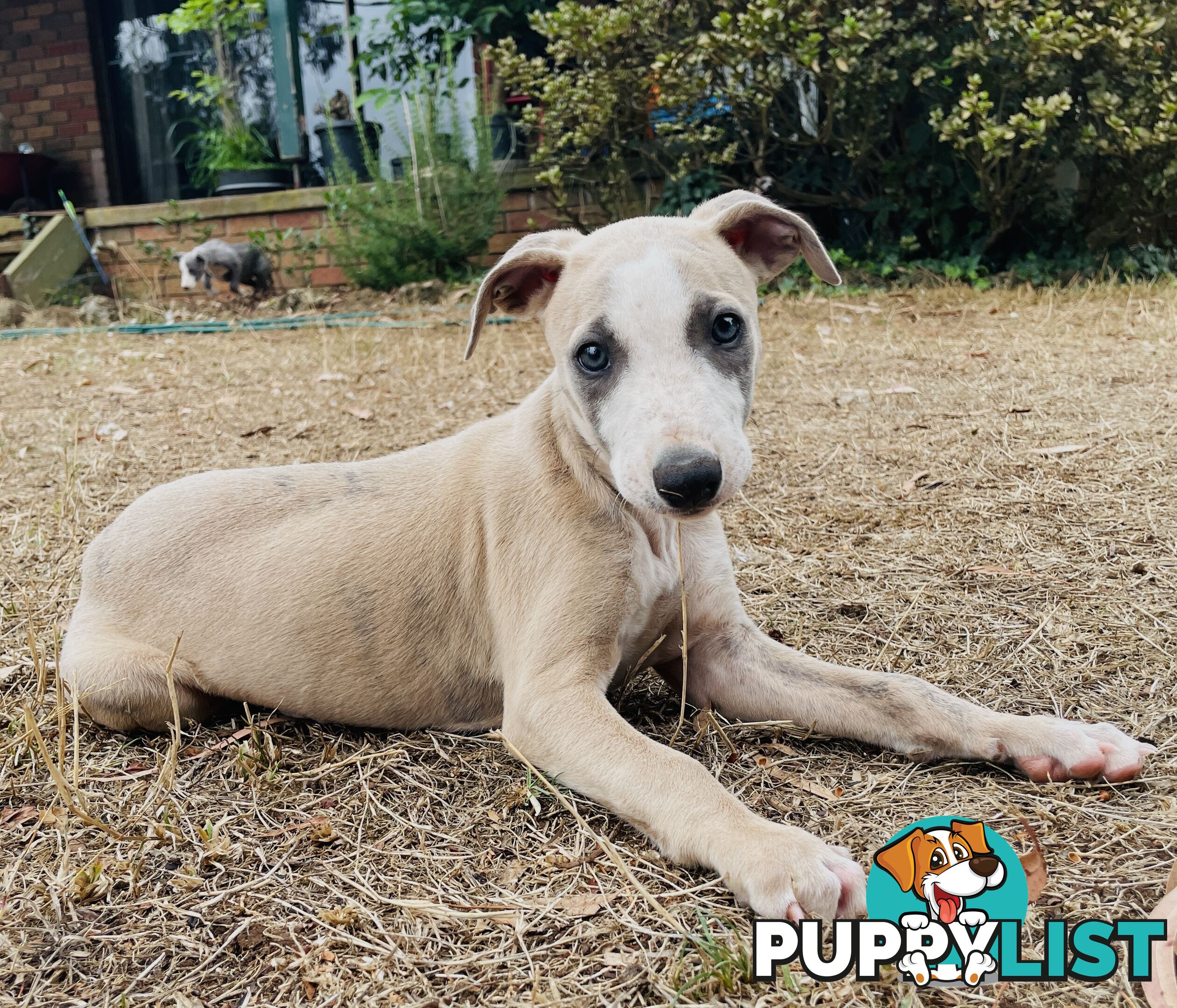 Whippet puppies