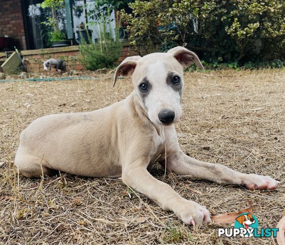 Whippet puppies