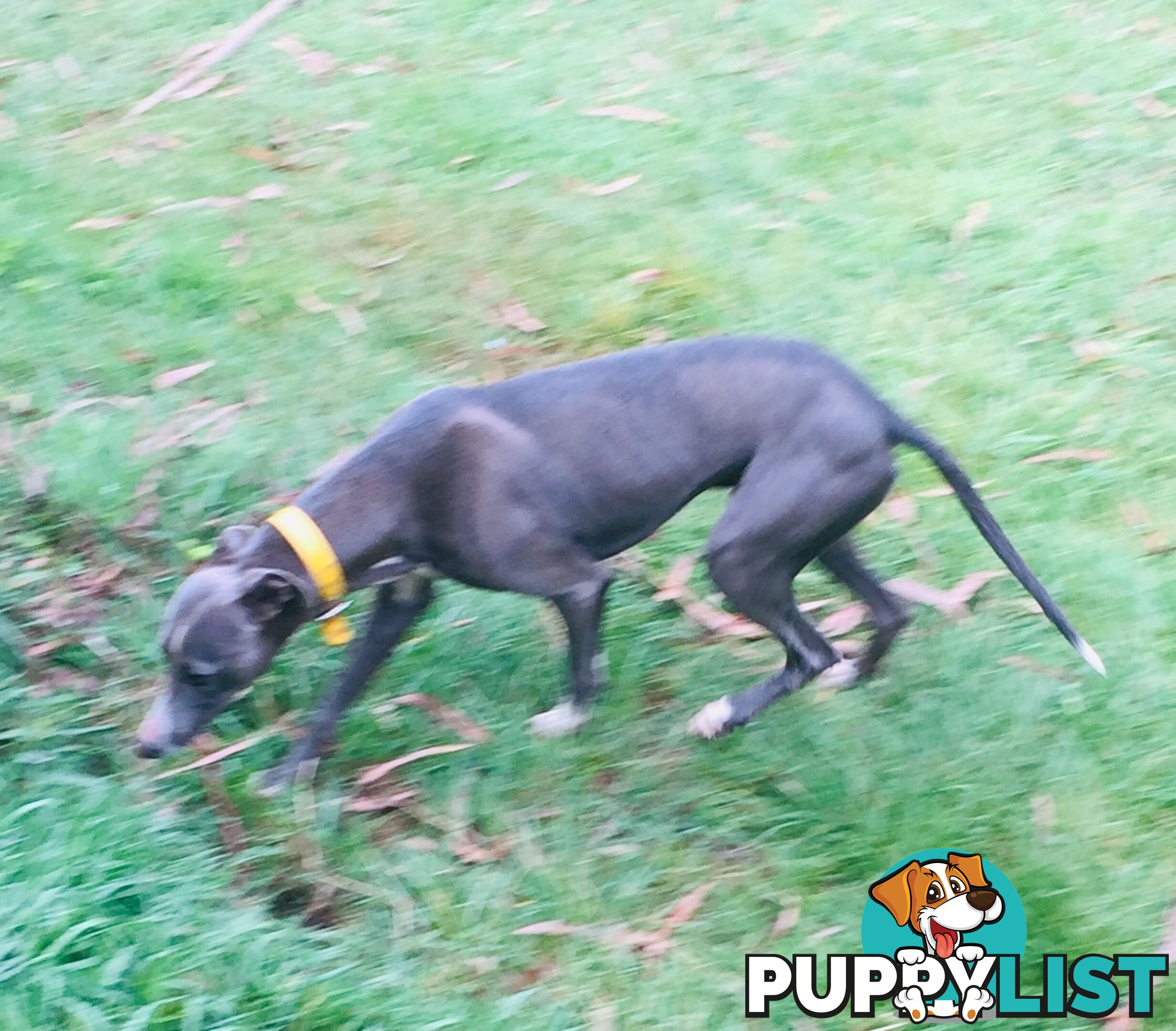 Whippet puppies