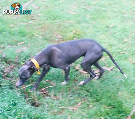 Whippet puppies